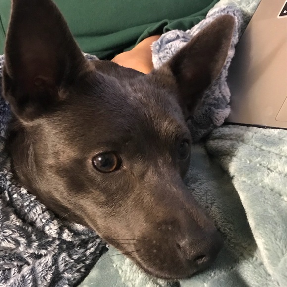 Profile Picture of Kejin Wang (@kinglovea) on Poshmark