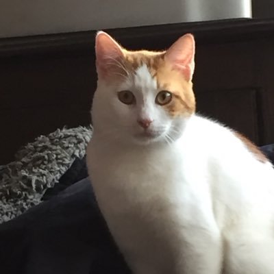 Profile Picture of Bertrand NOËL (@BertrandNOEL64) on Twitter