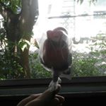 Profile Picture of Amanda Bunting (@sudsofroyalty) on Instagram