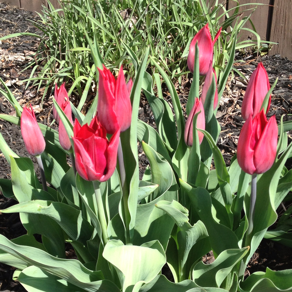 Profile Picture of Lori Batten (@batt10) on Poshmark