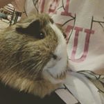 Profile Picture of Cecilka piggie (@cecilius_piggie) on Instagram