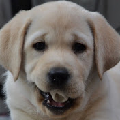 Rover Bortot - Youtube Profile Picture of Rover Bortot (@roverbortot9427) on Youtube