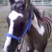 Profile Picture of Kendall Steele (@TNsunshinepunk) on Youtube