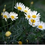 Profile Picture of Kelbourne (@kelbournehal) on Instagram