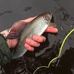 Profile Picture of Daniel Cunningham (@uk_trout_bum) on Instagram