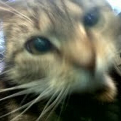 Profile Picture of Pepper Jane Douglas (@Peppa_sez_Herr0) on Twitter