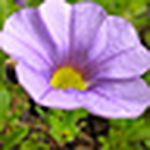 Profile Picture of Livenotstopping (@livenotstopping) on Flickr