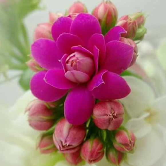 Profile Picture of Haider Alasadi (@haideralasadi) on Poshmark