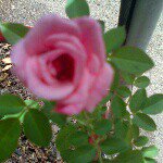 Profile Picture of lupe (@lupeoropeza950) on Instagram