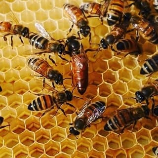 Profile Picture of Duffield Family Apiaries (@duffhoney) on Instagram