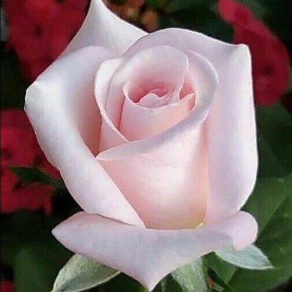 Profile Picture of Cindy Gregg-hope (@cmkots) on Poshmark