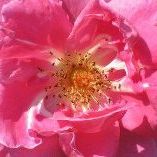 Profile Picture of Joanne Bellofatto (@jbello57) on Pinterest