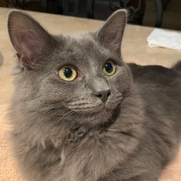 Profile Picture of Cassidy Witt (@wittcassidy) on Poshmark