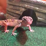 William Shine - Instagram Profile Picture of William Shine (@williamshine1) on Instagram