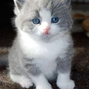 Profile Picture of Rosa Maria Ojeda (@RosaMariaojeda7) on Twitter