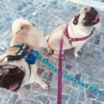 Profile Picture of Elvis e Amy (@elvis_amy_pugs) on Instagram