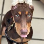 Profile Picture of Bambi Barnes (@bambi_thedoberman) on Instagram