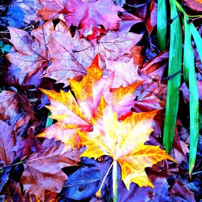 Profile Picture of JOSE BERNARDEZ (@JOEBERNARDEZ) on Twitter