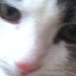 Profile Picture of Monica Wilburn (@monibear1) on Instagram