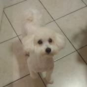 Profile Picture of Bubica (@bubicapuppy) on Youtube