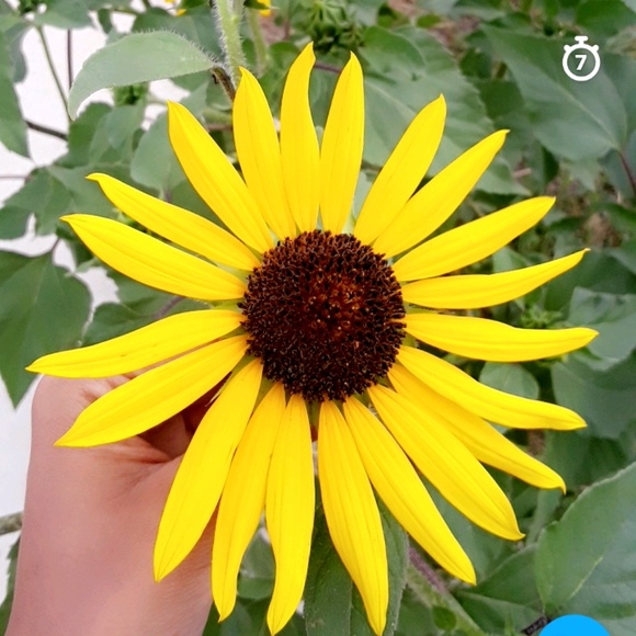 Profile Picture of Rosa Gonzalez (@rosagonzalez378) on Poshmark