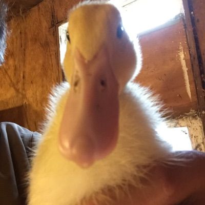 Profile Picture of richard boissonneault (@richboss2002) on Tiktok