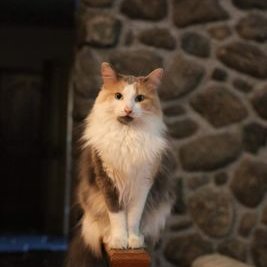 Robert Tao - Twitter Profile Picture of Robert Tao (@Robert_Tao) on Twitter