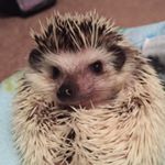 Profile Picture of Sebastian & Alexander (@sebby_and_alex) on Instagram