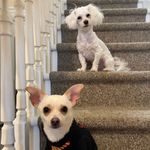 Profile Picture of Ollie & Clover (@ollieandclover2022) on Instagram