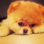 Profile Picture of leah kaneshiro-kim (@banekiller215) on Instagram