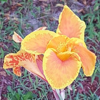 Profile Picture of Shawna (@Shawnasilva21) on Twitter