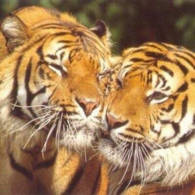 Profile Picture of SANDRA & RUBEN (@SANDRARUBEN1) on Twitter