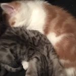 Profile Picture of Eddie&CoCo (@eddie_and_coco) on Instagram