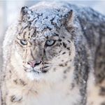 Profile Picture of Adam Pahl (@pahlislife) on Instagram