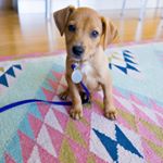 Profile Picture of Lucy “Goose” Schaeffer (@lucygoosethepup) on Instagram