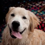 Profile Picture of Henry (@henry_is_golden) on Instagram
