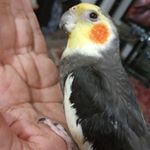 Profile Picture of Andrew.s (@hamid.so1361) on Instagram