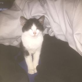 Profile Picture of Joshua Smyth (@joshy271199) on Pinterest