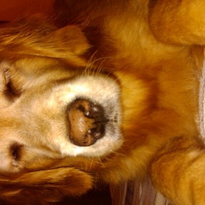 Profile Picture of Janet Phelps (@alldogz) on Twitter