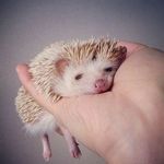 Profile Picture of Елена (@lena_povodator) on Instagram