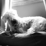 Profile Picture of Wattson Fitzgerald (@my_dear_wattson) on Instagram