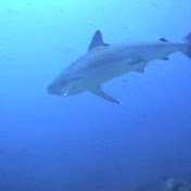 Profile Picture of Steve Sidelnyk (@tunaboy8) on Youtube