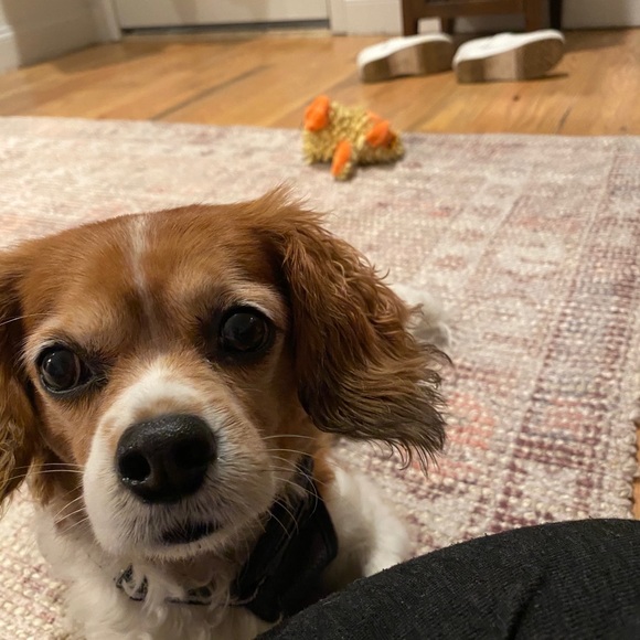 Profile Picture of Alexa Mckenney (@alexamckenney) on Poshmark