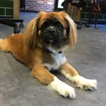 I amThor. Dog of Thunder. - Instagram Profile Picture of I amThor. Dog of Thunder. (@thor_evermore) on Instagram