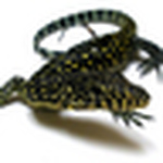 Profile Picture of Colin Andrews (@clc reptiles) on Flickr