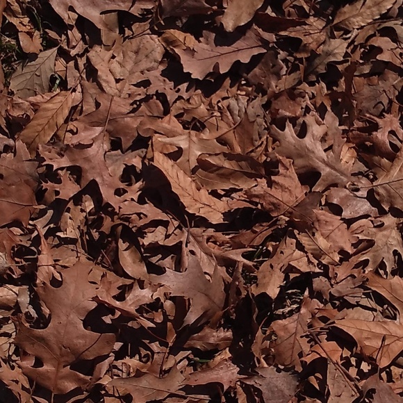 Profile Picture of Sanchez Cinthia (@sanchezcinthia) on Poshmark