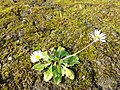 Profile Picture of Bellis perennis - Wikipediaon Wikipedia