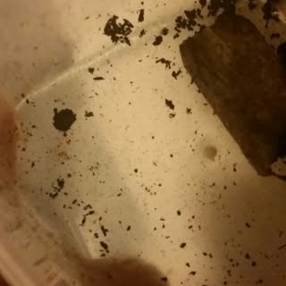 Profile Picture of buddy roach (@buddyroach1) on Instagram