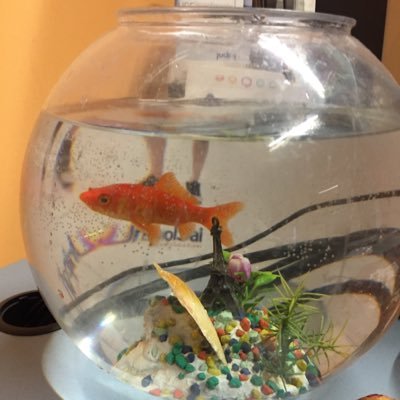 Profile Picture of MarioSottile (@unipolpatti) on Twitter