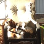 Profile Picture of Cooper And Lenny (@_cooperlenny_) on Instagram